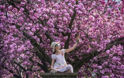 Bilder des Tages vom 14.04.2024 - Eine Frau macht ein Foto vor den Zierkirschblüten im Springhead Park im britischen Leeds.