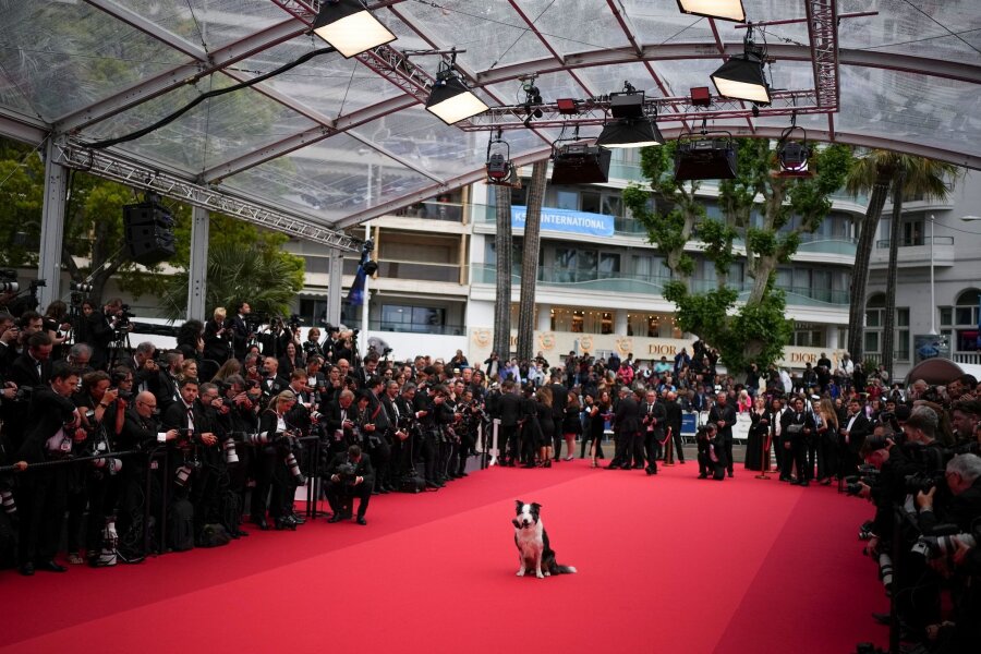 Bilder des Tages vom 14.05.2024 - Der Hund Messi stiehlt mit seinem Eintreffen bei dem 77. Filmfestival von Cannes allen anderen Stars die Show.