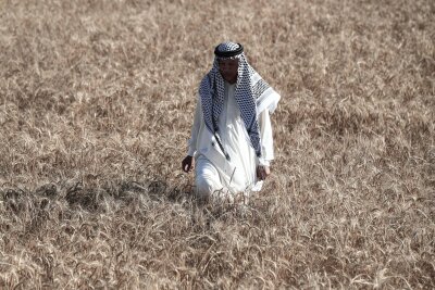 Bilder des Tages vom 14.05.2024 - Gleich geht es an die Arbeit: Ein Mann steht vor dem Dreschen von Weizen auf einem Bauernhof in Bagdad zwischen den Ähren.