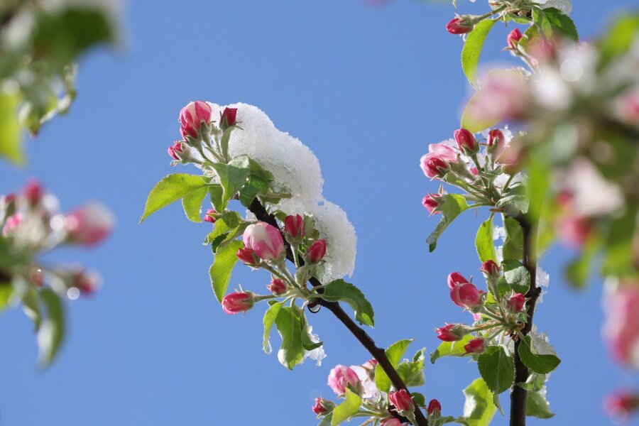 Bilder des Tages vom 16.04.2024 - Mit Neuschnee bedeckt sind die Blüten eines Apfelbaums im bayerischen Oy-Mittelberg.