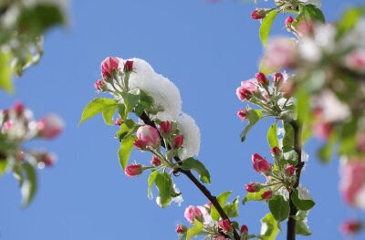 Bilder des Tages vom 16.04.2024 - Mit Neuschnee bedeckt sind die Blüten eines Apfelbaums im bayerischen Oy-Mittelberg.