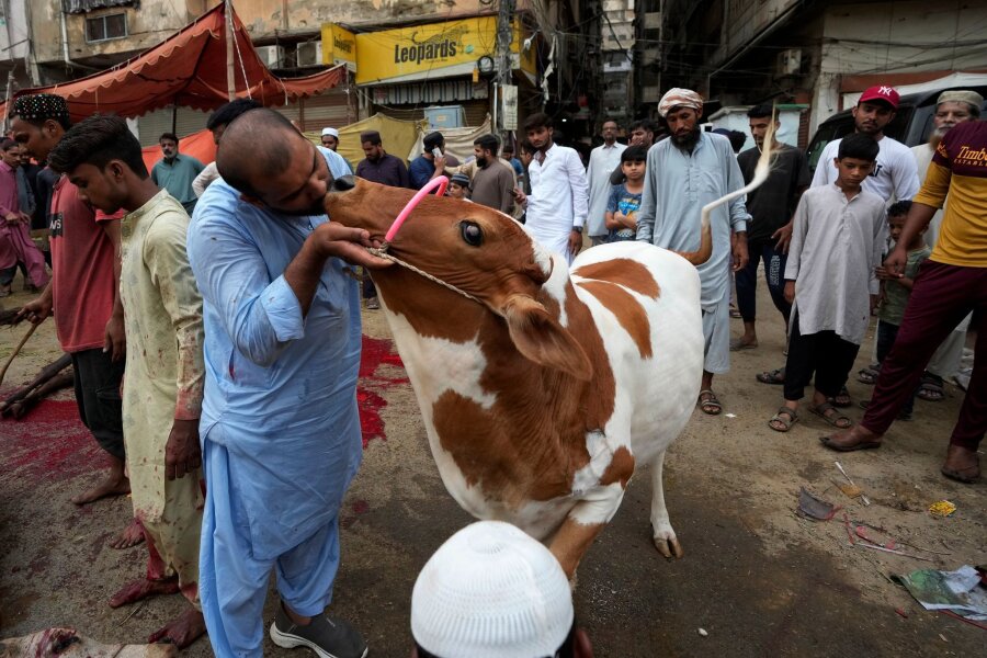 Bilder des Tages vom 17.06.2024 - Bevor diese Kuh anlässlich des Eid al-Adha-Festes in Pakistan, oder auch Opferfest, geschlachtet wird, bekommt sie von ihrem Besitzer noch einen Abschiedskuss.