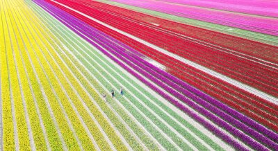 Bilder des Tages vom 18.04.2024 - Tulpen aus Amsterdam? Nein, Tulpen aus Niedersachsen. Auf 40 Hektar pflanzt der Eickenhof im Landkreis Gifhorn viele Millionen Tulpen an.