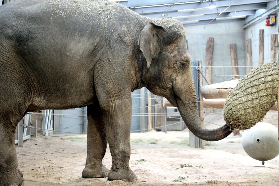 Bilder des Tages vom 18.06.2024 - Neues Heim für Elefantenkuh Indra: Sie trifft nach 13 Jahren wieder auf ihre Mutter Saida im Karlsruher Zoo.