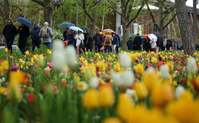 Bilder des Tages vom 19.04.2024 - Kühles und nasses Wetter in Sachsen-Anhalt: Besucher laufen mit Regenschirmen über die Landesgartenschau in Bad Dürrenberg, die heute eröffnet wurde.