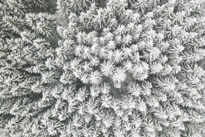 Bilder des Tages vom 21.04.2024 - Überzogen mit winterlicher Pracht: schneebedeckte Bäume nahe der Ortschaft Böhmenkirch (Baden-Württemberg).
