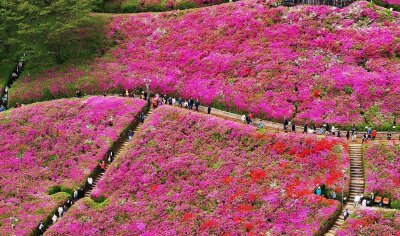 Bilder des Tages vom 21.04.2024 - Farbenrausch: Anlässlich der Königlichen-Azaleen-Blüte findet in der südkoreanischen Stadt Gunpo, 24 Kilometer südlich von Seoul, alljährlich ein Fest statt.