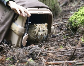 Bilder des Tages vom 22.04.2024 - Unsicher schaut sich diese junge männliche Leopardenkatze um, bevor sie ihren Transportbehälter verlässt. Das Tier wurde im Südwesten der japanischen Insel Tsushima in die Freiheit entlassen, nachdem es wegen Verletzungen durch einen Autounfall in einem Schutzzentrum behandelt wurden war.