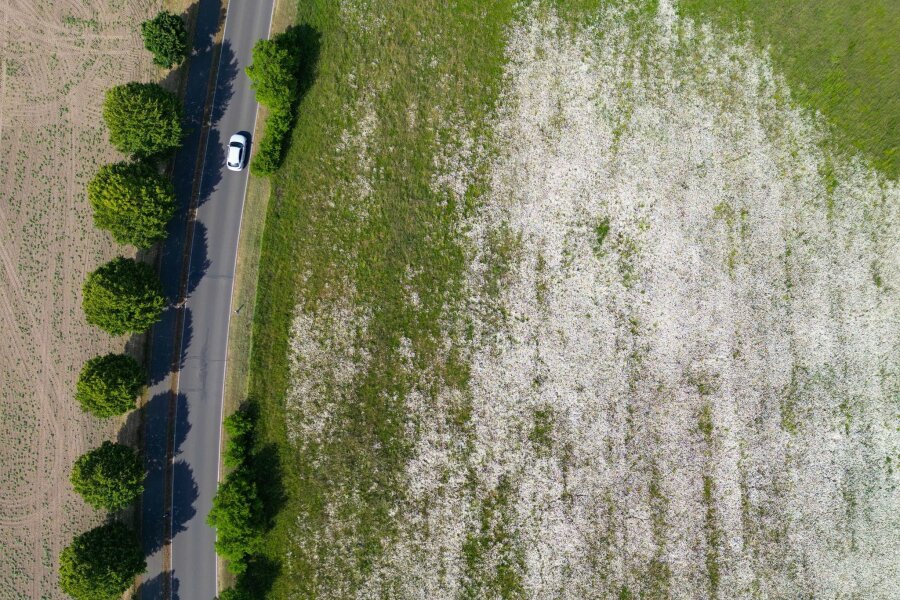 Bilder des Tages vom 22.05.2024 - Ein Blumenmeer erstreckt sich neben einer Straße im Landkreis Oder-Spree in Ostbrandenburg. Fotografiert von einer Drohne sind die vielen Wiesen-Margeriten kaum zu erkennen.