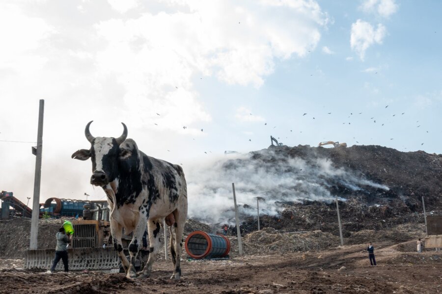 Bilder des Tages vom 23.04.2024 - Ein streunender Stier spaziert an einem Feuer vorbei, das auf der Ghazipur-Mülldeponie am Rande von Neu-Delhi ausgebrochen ist.