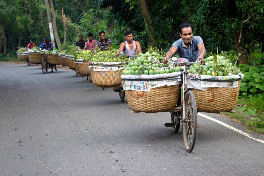 Bilder des Tages vom 23.04.2024 - Markttag in Bangladesch: Bauern transportieren mit Fahrrädern unzählige Früchte durch einen Wald, um sie auf dem größten Mangomarkt in der Region Chapainawabganj zu verkaufen.