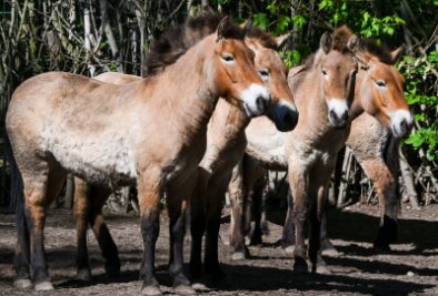 Bilder des Tages vom 23.04.2024 - Zurück in die Wildnis: Lange Zeit galten Przewalskipferd als ausgestorben. Nun wird eine Herde der Tiere im Berliner Zoo zusammengeführt, um bald in Kasachstan ausgewildert zu werden.