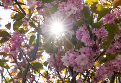 Bilder des Tages vom 23.04.2024 - Die Sonne scheint zwischen den Blüten einer japanischen Zierkirsche in Hamburg hindurch.