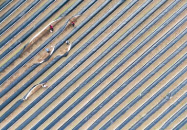 Bilder des Tages vom 23.04.2024 - Erntehelferinnen stechen Spargel auf einem Feld bei Darmstadt.