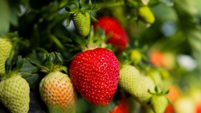 Bilder des Tages vom 23.04.2024 - Reife und unreife Erdbeeren hängen an einer Pflanze auf dem Feld eines Obstbaubetriebs im nordrhein-westfälischen Wachtberg.