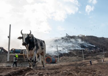 Bilder des Tages vom 23.04.2024 - Ein streunender Stier spaziert an einem Feuer vorbei, das auf der Ghazipur-Mülldeponie am Rande von Neu-Delhi ausgebrochen ist.