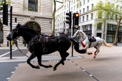 Bilder des Tages vom 24.04.2024 - Zwei ausgebrochene Pferde galoppieren durch die Straßen Londons. Bei einer Routineübung im Stadtteil Belgravia rissen sich mehrere Militärpferde los und rannten anschließend durch die Innenstadt.