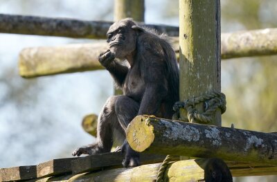 Bilder des Tages vom 24.04.2024 - Noch skeptisch begutachtet der Schimpanse Peter sein neues Zuhause im Blair Drummond Safari and Adventure Park in Großbritannien. Peter verbrachte zuvor 31 Jahre im Twycross Zoo, wo er geboren wurde.