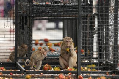 Bilder des Tages vom 24.05.2024 - Affen essen Rambutan in einem Käfig, der aufgestellt wurde, um wilde Affen in einer Provinz nördlich von Bangkok zu fangen, nachdem die wachsende Zahl und Konflikte mit menschlichen Bewohnern zu Problemen geführt hatten.