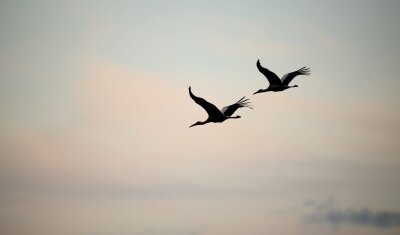 Bilder des Tages vom 26.04.2024 - Es klappert wieder am Abendhimmel. Einst war der Weißstorch in Deutschland fast ausgestorben. Inzwischen brüten bundesweit rund 10.000 Storchenpaare.