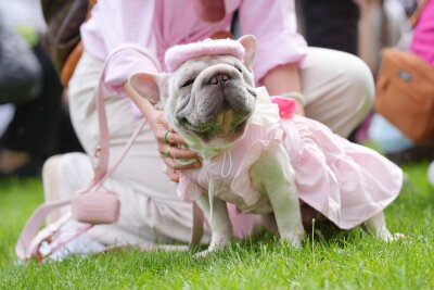 Bilder des Tages vom 26.05.2024 - Modisch unterwegs: Die französische Bulldogge Charlotte holt bei der Greenwich Dog Show den zweiten Platz im Rennen um den Titel "Best Dressed Pooch".