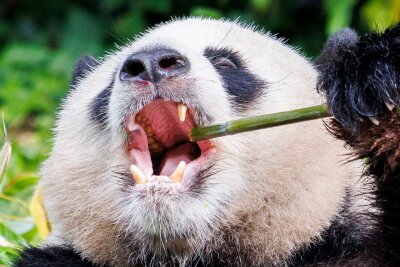 Bilder des Tages vom 27.05.2024 - Das 13-jährige Pandabär-Männchen Jiao Qing aus dem Zoo Berlin liebt seinen Bambus.