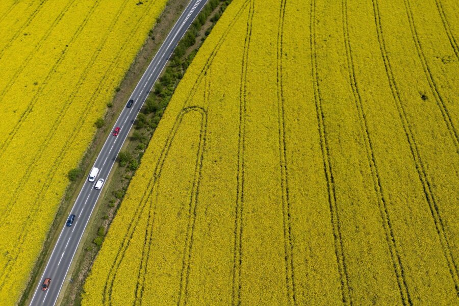 Bilder des Tages vom 29.04.2024 - Gelb so weit das Auge reicht: Rapsfelder stehen in voller Blüte bei Dresden.