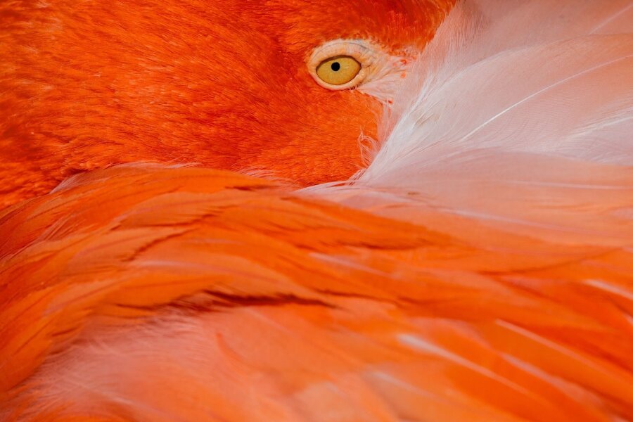 Bilder des Tages vom 30.04.2024 - Ein Flamingo hockt in der Sonne im Kölner Zoo.