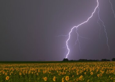 Bilder des Tages vom 30.06.2024 - Ein Blitz erleuchtet am Morgen den Himmel über einem Sonnenblumenfeld im Osten von Brandenburg.