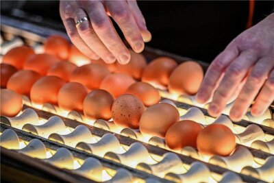 "Bio-Eier kann kaum noch jemand bezahlen" - Frische Eier werden in der Packstation mit Licht auf ihre Qualität und Frische geprüft. 