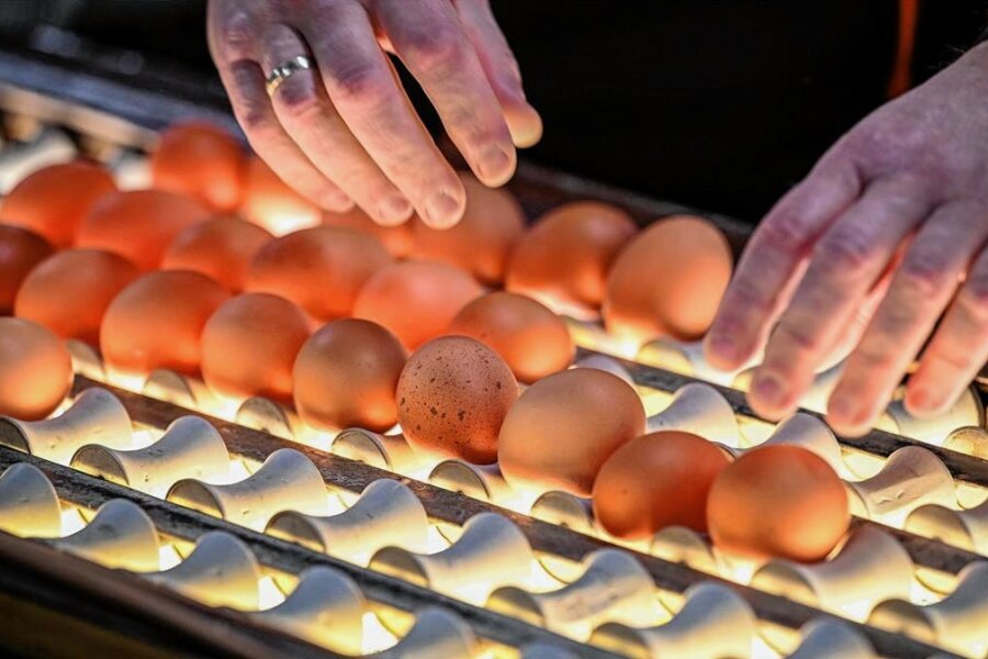 "Bio-Eier kann kaum noch jemand bezahlen" - Frische Eier werden in der Packstation mit Licht auf ihre Qualität und Frische geprüft. 