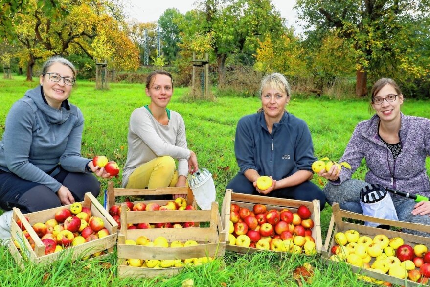 Bioäpfel kommen in die Saftpresse - Mitarbeiterinnen und Helfer des Landschaftspflegeverbandes Westsachsen (LPV) haben am Freitag den ganzen Tag über auf einer Streuobstwiese an der Landesgrenze zwischen Sachsen und Thüringen Äpfel gepflückt.