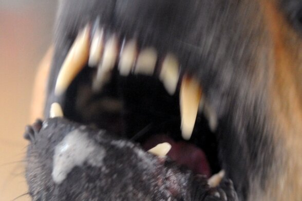 Bissiger Hund tötet Yorkshire Terrier Ferdy - Hunde können gefährlich werden: In öffentlichen Bereichen ist von den Behörden Leinenzwang verfügt worden. 