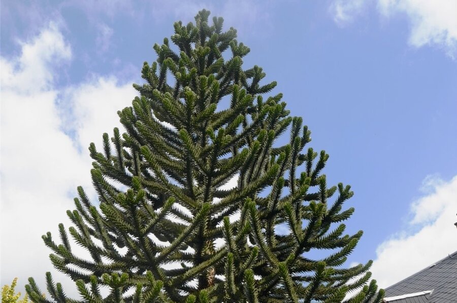 Etwa 20 Jahre alt und knapp sechs Meter hoch ist die Chilenische Araukarie im Vorgarten von Michael Vogel auf der Ellefelder Juchhöh. Wie der Name verrät, stammt dieser Exot ursprünglich aus Südamerika. 
