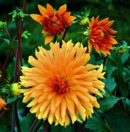 Blütenpracht bis in den Herbst hinein - Dahlien zeigen bei richtiger Pflege noch viele Wochen ihre schönen Blüten. 