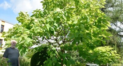 Blätterdach spendet viel Schatten - Jürgen Weberchen aus Klingenthal hat in seinem Garten einen riesigen Trompetenbaum, neben dem er wie ein Zwerg wirkt. 