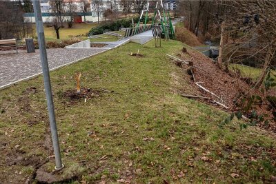 Blinde Zerstörungswut im Rodewischer Stadtpark - Von zwei der 2020 gepflanzten Nelkenkirschen-Bäumen am Zugang zur Parkbrücke sind nur noch Stümpfe übrig.