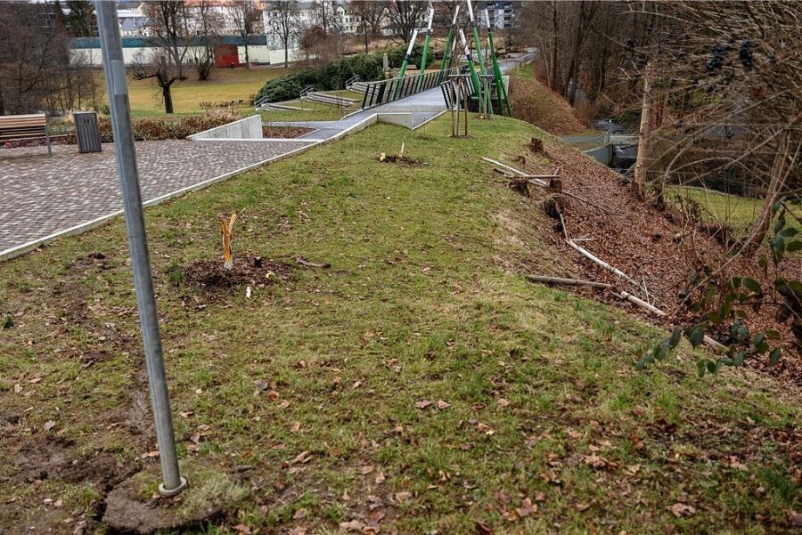 Von zwei der 2020 gepflanzten Nelkenkirschen-Bäumen am Zugang zur Parkbrücke sind nur noch Stümpfe übrig.
