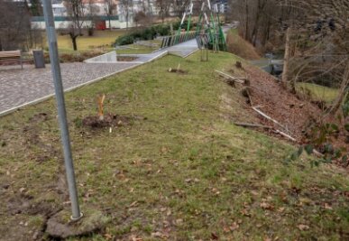 Blinde Zerstörungswut im Stadtpark - Von zwei der 2020 gepflanzten Nelkenkirschen-Bäumen am Zugang zur Parkbrücke sind nur noch Stümpfe übrig. 