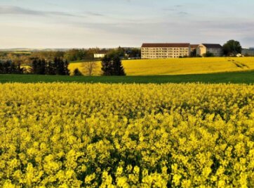 Blühende Rapsfelder sorgen für gelbes Farbenspiel - 