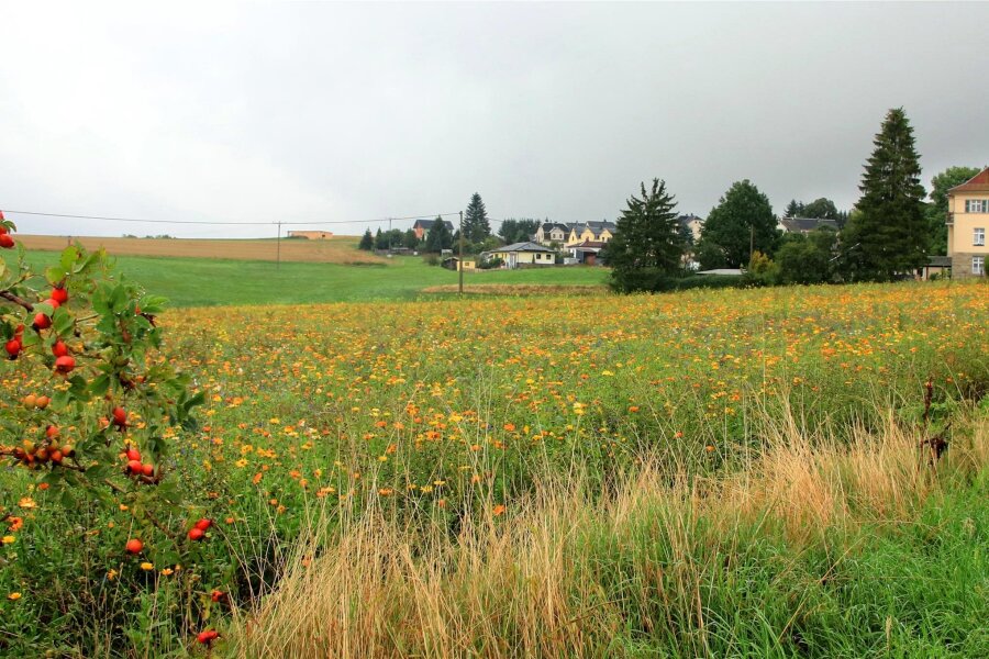 Blühflächen im Vogtland: So können sich Bürger beteiligen - Eine der Blühflächen ziert den Ortseingang von Zobes. Hier sollen noch bis 2026 Insekten Nahrung finden.
