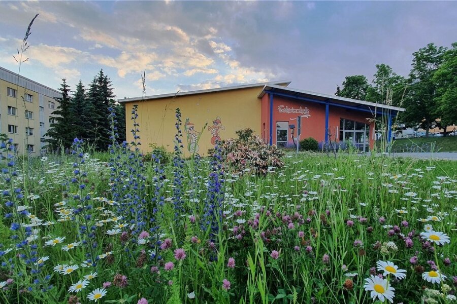 In voller Blüte steht derzeit die Blumenwiese an der Zschopauer Schwimmhalle. Die Idee dazu hatte Kerstin Rümmler, Geschäftsführerin der Grundstücks- und Gebäudewirtschafts GmbH Zschopau. 