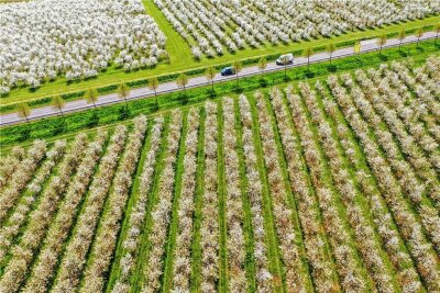 Blüten-Wahnsinn an Sachsens Obstbäumen: Apfelbauern müssen ausdünnen - Apfelplantage bei Sornzig (Landkreis Nordsachsen). Derzeit ist alles weiß vor Blüten. 