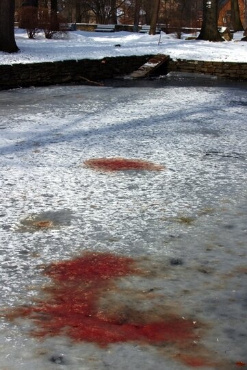 Blut im Schnee: Sorge um Schlettauer Schwanenpaar - 
              <p class="artikelinhalt">Blutlache auf einem der Teiche im Schlettauer Park.</p>
            