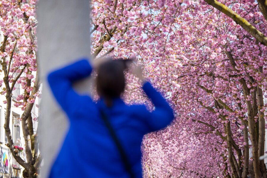 Bonner Kirschblüte könnte zu Ostern erstrahlen - Eine Touristin fotografiert blühende Kirschblütenbäume in Bonn. Prognosen zufolge könnten die Blüte in diesem Jahr um Ostern herum beginnen.