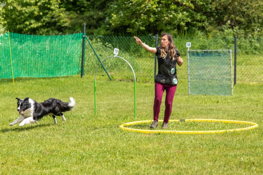 Border Collie „Cowan“ meistert Landessiegerprüfung in Annaberg - „Cowan“ wird vom Hundeführerin Natalie Tiesler durch die Hindernisse geführt. Dies geschieht nur durch Kommandos.