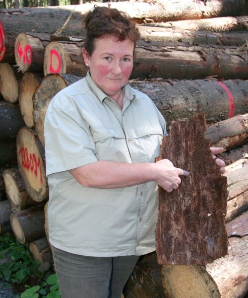 Borkenkäfer und Kupferstecher fressen den Wald - 
              <p class="artikelinhalt">Revierförsterin Heidemarie Fülle zeigt eine vom Borkenkäfer befallene Baumrinde. </p>
            