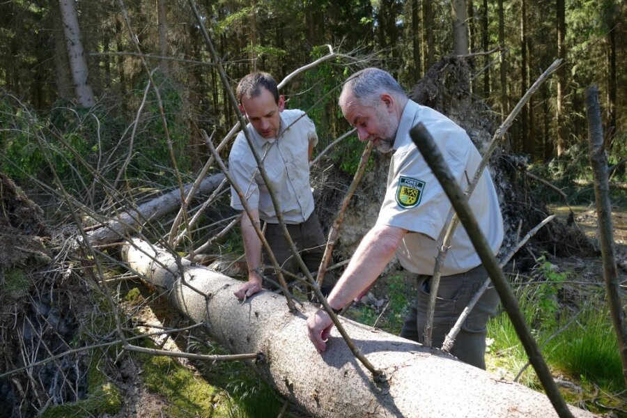 Stefan Naumann und Mario Helbig (r.) bei der Kontrolle von Bäumen.