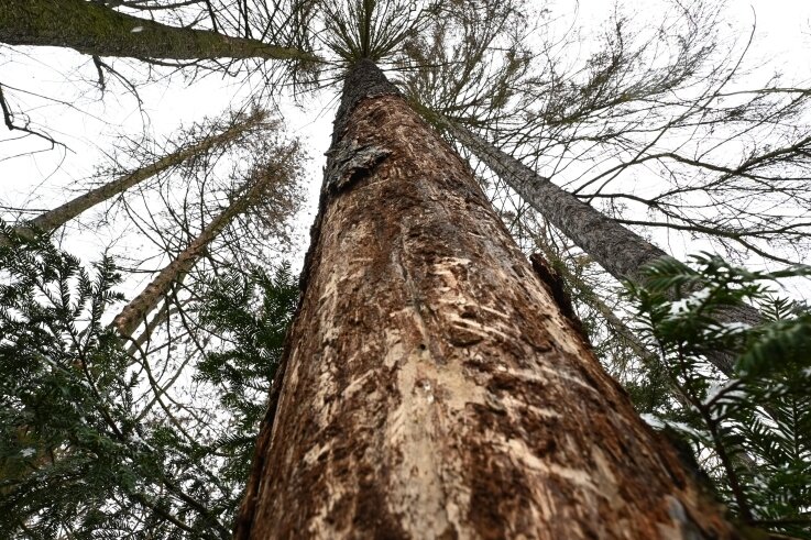 Borkenkäfer: Im Stadtpark fallen 40 Bäume - Etliche Fichten im Limbach-Oberfrohnaer Stadtpark sind durch Borkenkäfer massiv beschädigt worden. Deshalb lässt die Stadtverwaltung die Bäume bis Ende des Monats fällen. 