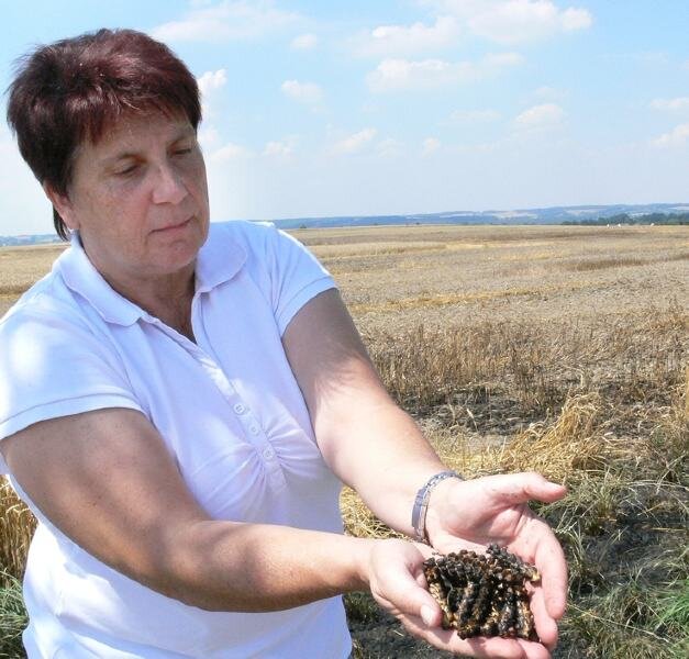Brand im Kornfeld wütet stärker - Ingrid Skalsky, Chefin der Agrargenossenschaft Zwickau-Mülsen, kann von ihrem verbrannten Feld nur verkohlte Ähren "ernten". 